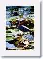 Tricolored Heron