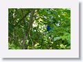 Indigo Bunting, male