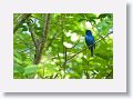 Indigo Bunting, male