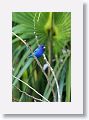 Indigo Bunting, male