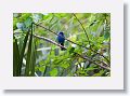 Indigo Bunting, male