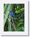 Indigo Bunting, male