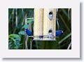 Indigo Bunting, male