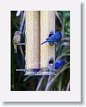 Indigo Bunting, female and 2 males