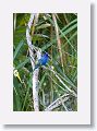 Indigo Bunting, male
