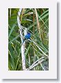 Indigo Bunting, male