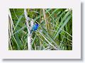 Indigo Bunting, male