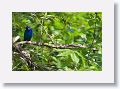 Indigo Bunting, male