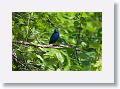 Indigo Bunting, male