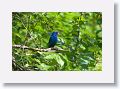 Indigo Bunting, male