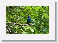 Indigo Bunting, male