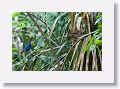 Indigo Bunting, male and Red-winged Blackbird, tricolored 1st summer male