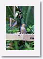 Red-bellied Woodpecker