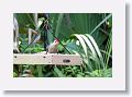 Red-bellied Woodpecker