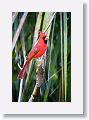 Northern Cardinal, male