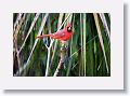 Northern Cardinal, male