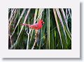 Northern Cardinal, male