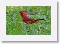Northern Cardinal, male