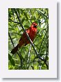Northern Cardinal, male