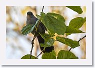 Gray Catbird