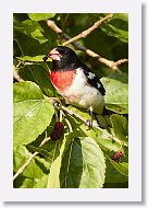 Rose-breasted Grosbeak