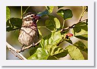 Rose-breasted Grosbeak female