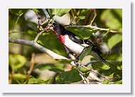 Rose-breasted Grosbeak