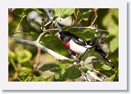 Rose-breasted Grosbeak