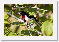 Rose-breasted Grosbeak
