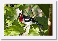 Rose-breasted Grosbeak