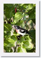 Rose-breasted Grosbeak