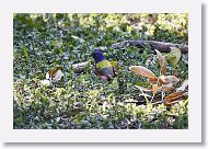 Painted Bunting