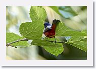 Painted Bunting