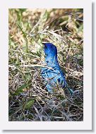 Indigo Bunting
