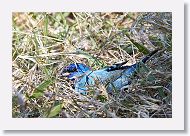 Indigo Bunting
