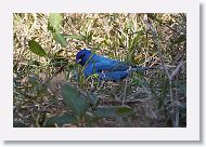Indigo Bunting