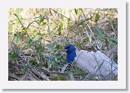 Indigo Bunting