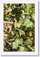 Ruby-throated Humingbird, female