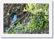 Indigo Bunting