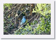 Indigo Bunting