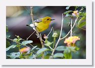 Prothonotary Warbler
