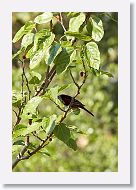 Orchard Oriole