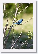 Indigo Bunting