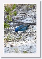 Indigo Bunting