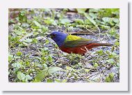 Painted Bunting