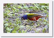 Painted Bunting