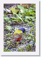Painted Bunting