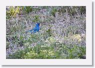 Indigo Bunting