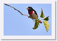 Rose-breasted Grosbeak