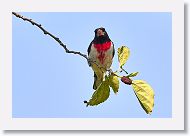 Rose-breasted Grosbeak